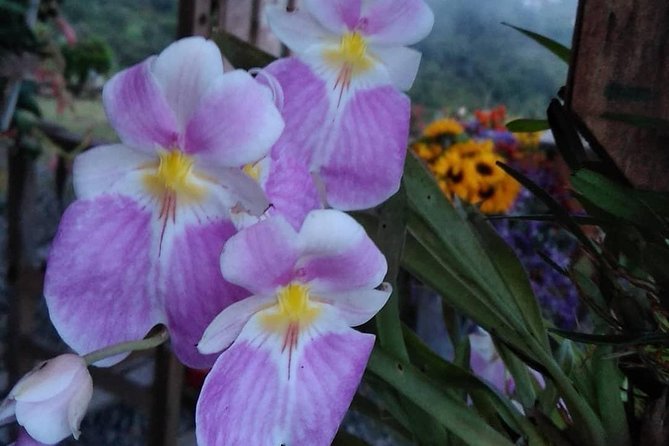 Exotic Flowers Farm and Silleteros Cultural Tour - Reviews and Guest Experiences