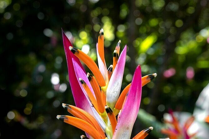 Exotic Garden EN Rancho Ecoturístico - Visiting Hagia Sofia Huatulco: A Botanical Paradise