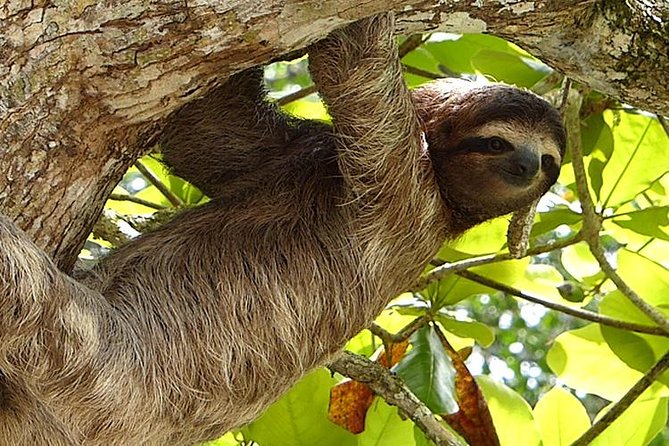 Exotic Landscapes of Costa Rica - Captivating Monteverde Cloud Forest