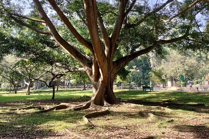 Exotic Trees of Lalbagh - Towering Treasures of Lalbagh