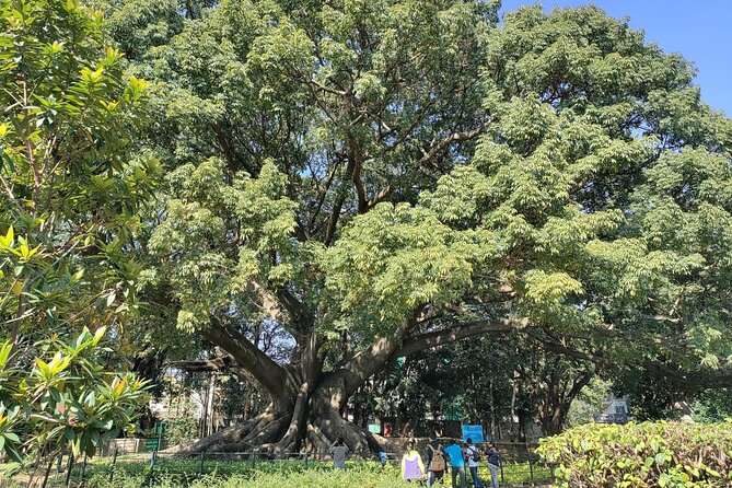 Exotic Trees of Lalbagh - Unique and Captivating Plant Species