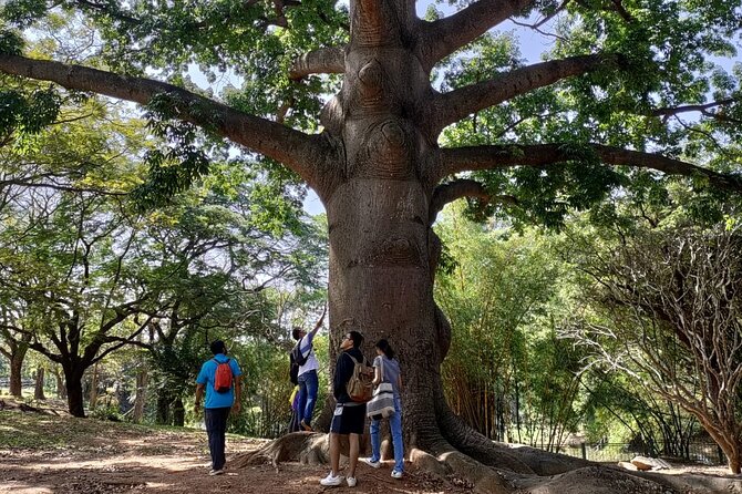 Exotic Trees of Lalbagh - Uncovering Lalbaghs Horticultural Diversity