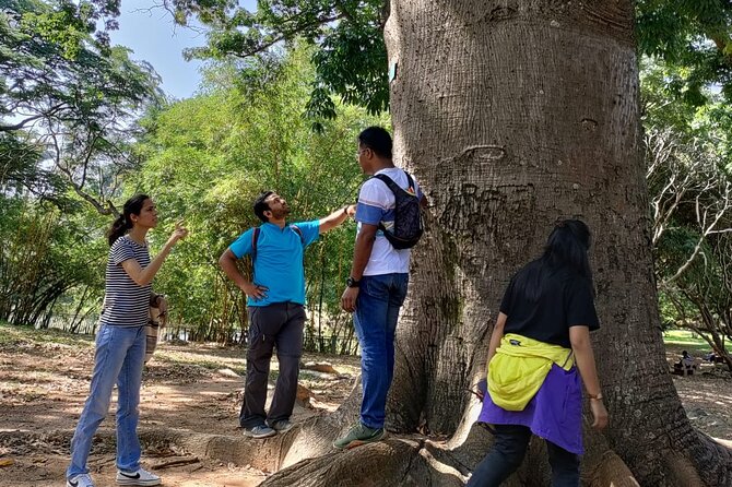 Exotic Trees of Lalbagh - Traversing Lalbaghs Arboreal Tapestry