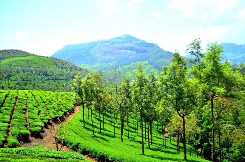 Exotic Trip to Kerala (Honeymoon Special) 7N/8D - Key Points