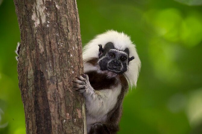 Exotic Wildlife and Birdwatching Safari at Parrot Foundation - Key Points