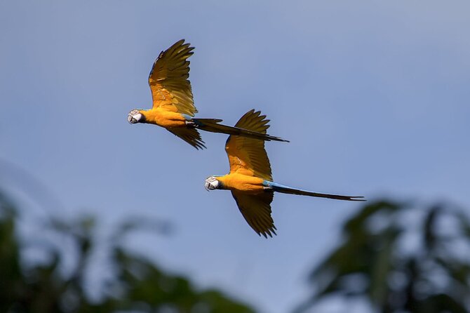 Exotic Wildlife and Birdwatching Safari at Parrot Foundation - Exploring the Parrot Foundation