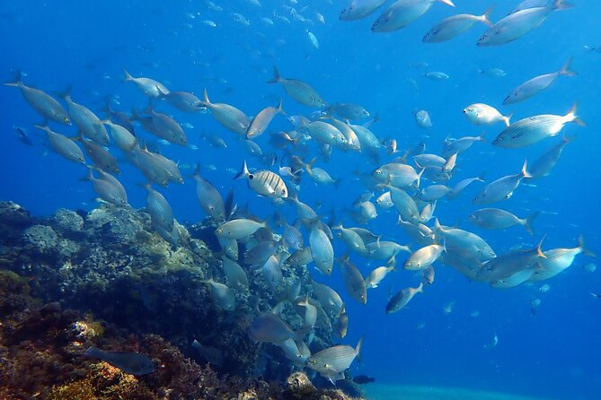 Experience 2-Hour Guided Snorkelling in Costa Teguise Lanzarote - Booking Flexibility and Cancellation