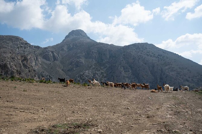 Experience a 4 Hours Modern Via Ferrata - Whats Included in the Activity