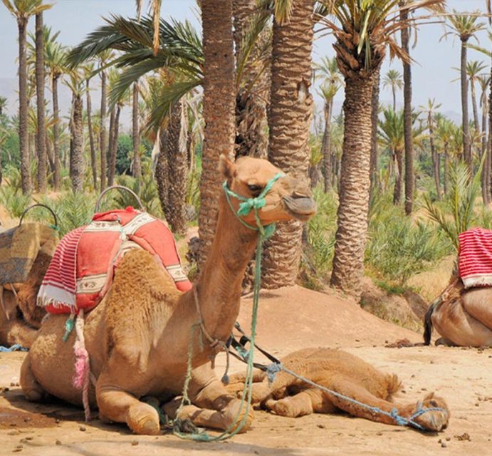 Experience a Camel Tour Through Palm Oasis and Jbilat Desert - Pickup and Logistics