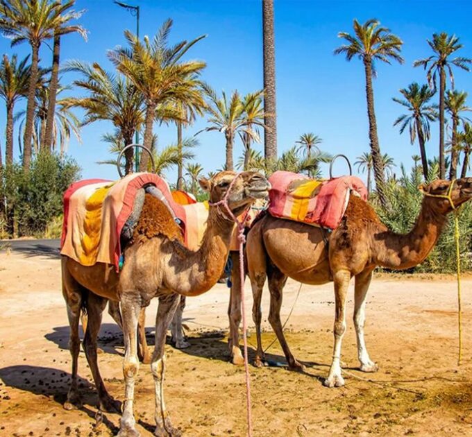 Experience a Camel Tour Through Palm Oasis and Jbilat Desert - Cancellation and Refund