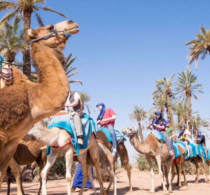 Experience a Camel Tour Through Palm Oasis and Jbilat Desert - Customer Reviews