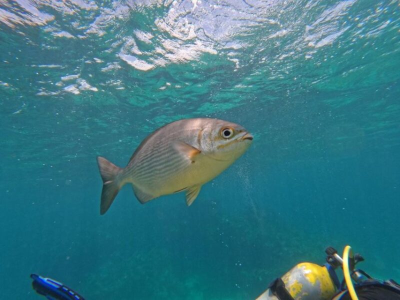 Experience a Submarine Scooter With Scubadoo in Punta Cana - Key Points