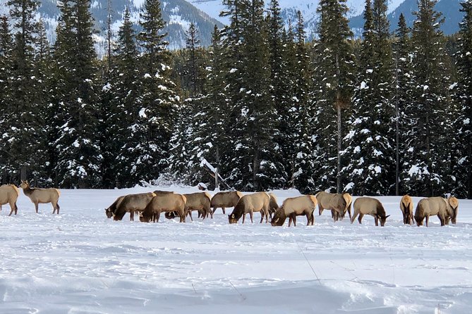 Experience Banff National Park & Lake Louise | Moraine Lake - PRIVATE DAY TOUR - Inclusions