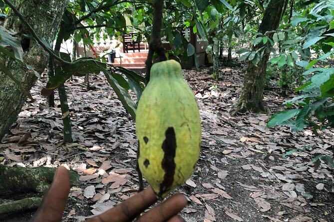 Experience Boti Waterfalls, Aburi Botanical Gardens & Tetteh Quarshie Cocoa Farm - Booking and Cancellation Policy