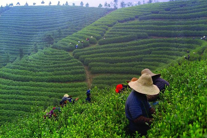 Experience Chengdu: Private Tea-Making Day Tour of Mengdingshan Tea Plantation - Tea Plantation Experience
