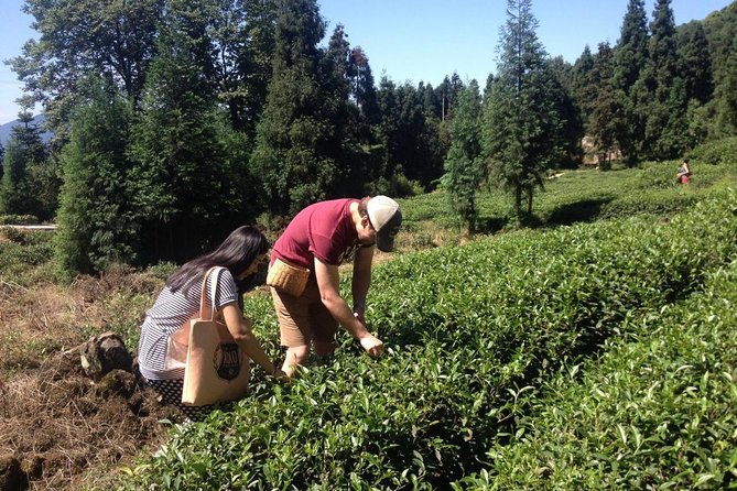 Experience Chengdu: Private Tea-Making Day Tour of Mengdingshan Tea Plantation - Meeting and Pickup Locations