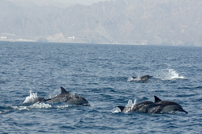 Experience Dolphin Watching and Snorkeling in Muscat - Pre-Departure Considerations