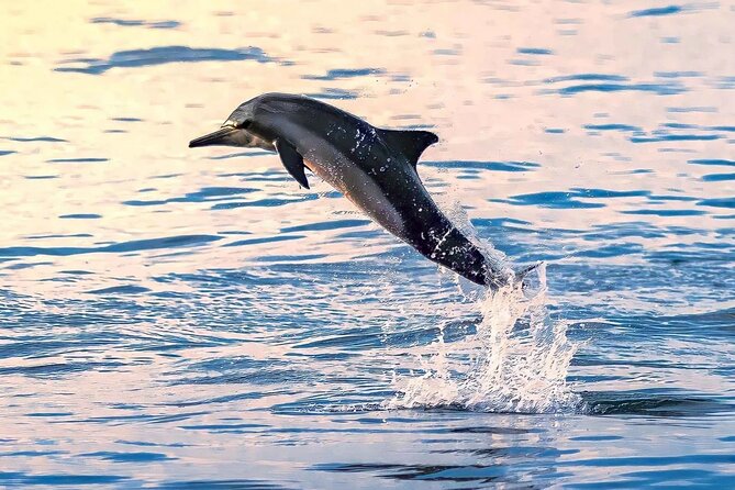 Experience Dolphin Watching and Snorkeling in Muscat - Dolphin Sighting Opportunities