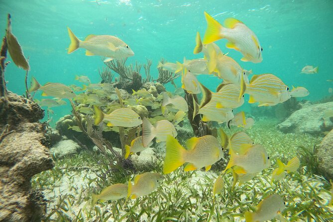 Experience Guided Snorkeling in Costa Maya - Health and Accessibility Considerations