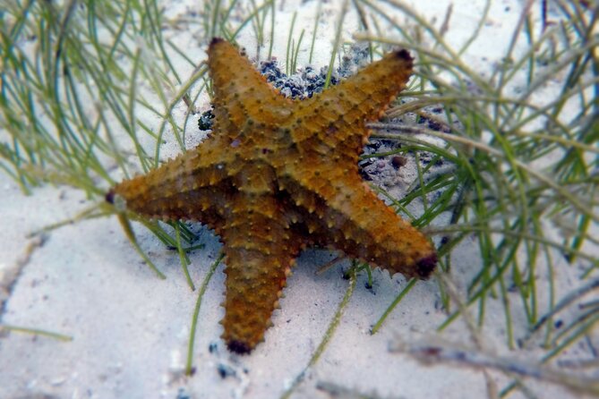 Experience Guided Snorkeling in Costa Maya - Customer Feedback and Highlights