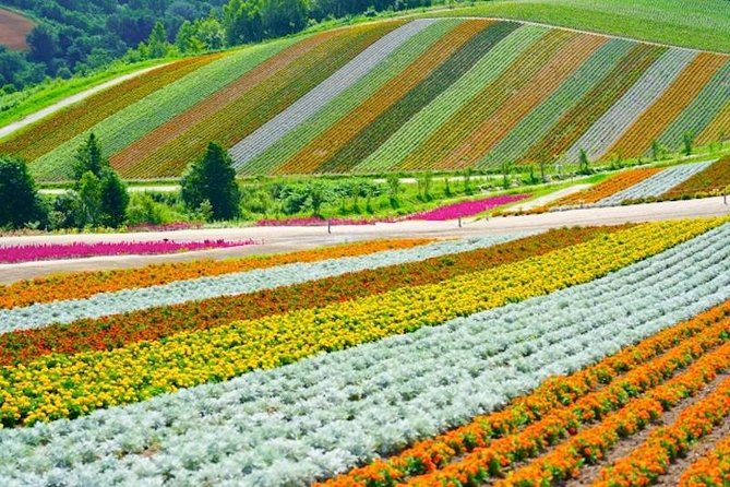 Experience Hokkaidos Summer, Furano, Blue Pond & All-you-can-eat Fresh Melon! - Accessibility and Transportation