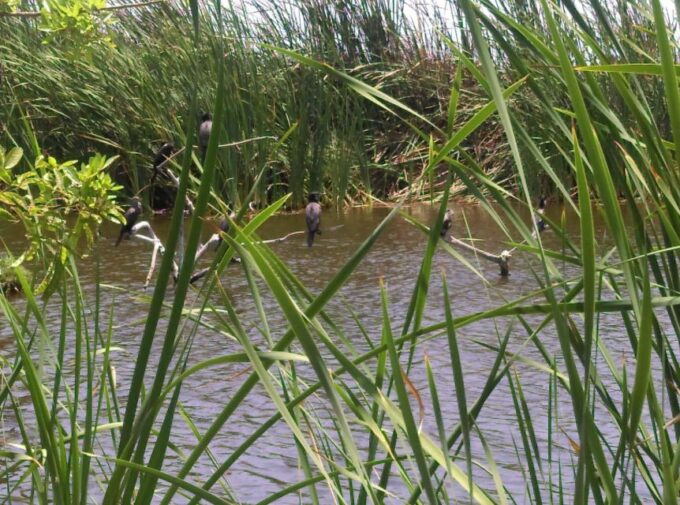 Experience in Pachacamac and Pantanos De Villa - Personalized and Sustainable Experience