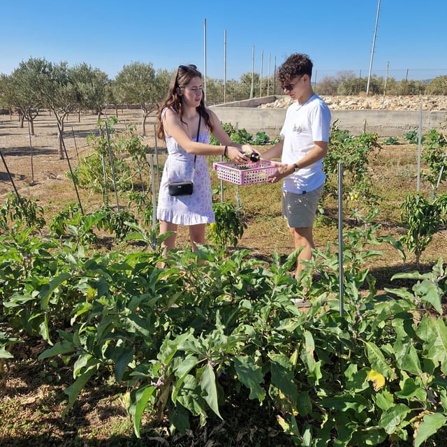 Experience Island Brac With Cooking Class on a Local Farm - Important Information to Note
