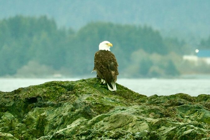 Experience Local Marine Wildlife Tour - Meeting and Pickup