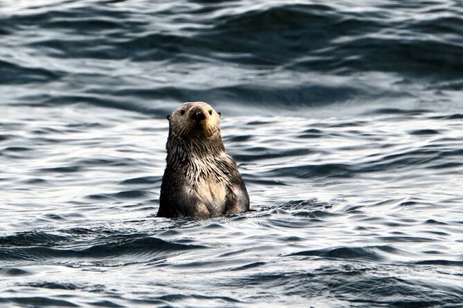 Experience Local Marine Wildlife Tour - Additional Information
