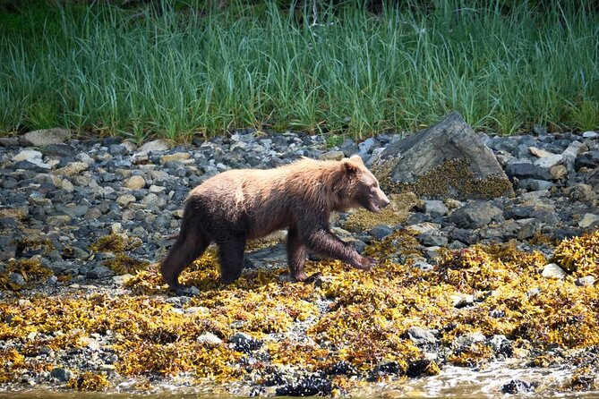 Experience Local Marine Wildlife Tour - Exploring Sitkas Marine Life