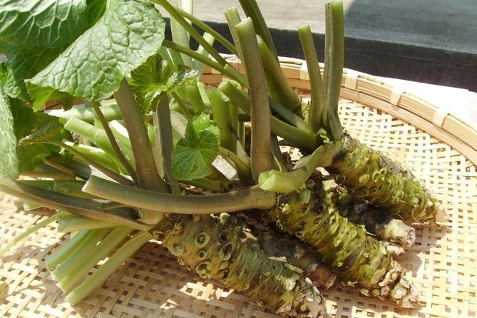 Experience Making Okura Wasabi and Wasabi Soy Sauce - Tasting the Essence of Okura Wasabi
