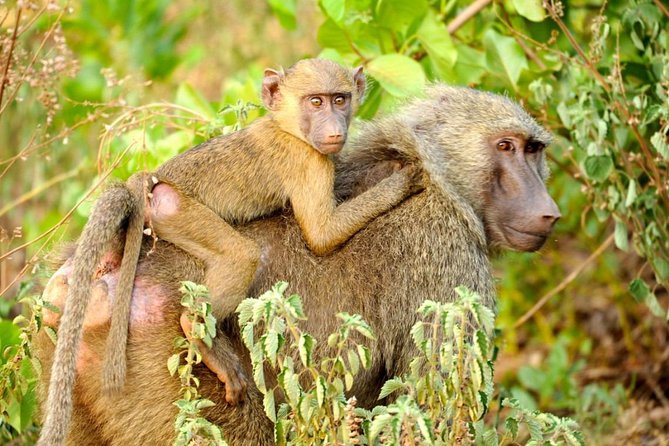 Experience Northern Ghana In 10-Days - Key Points