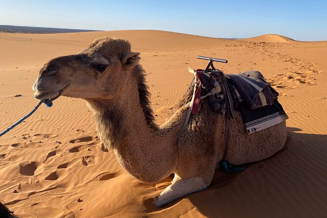 Experience of the Desert of Zagora in 2 Days - Transportation Arrangements