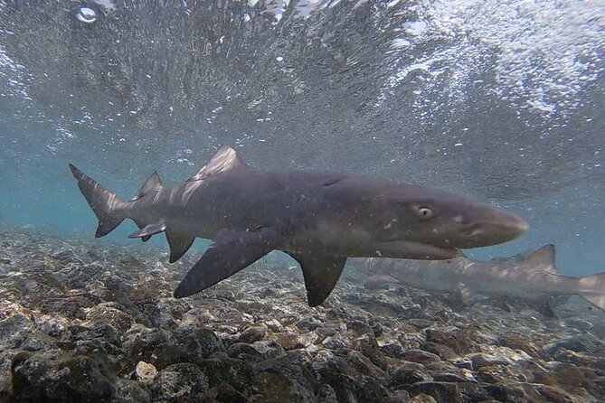 Experience on Sal Island With Native and Certified Guide (Including Sharks) - Natural Pool Swimming