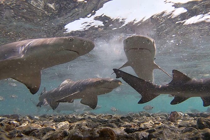 Experience on Sal Island With Native and Certified Guide (Including Sharks) - Shark Bay Exploration