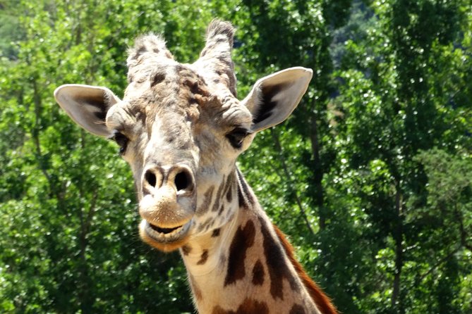 Experience Our Redwoods and Wild Safari Outdoor Adventure - Frequently Asked Questions