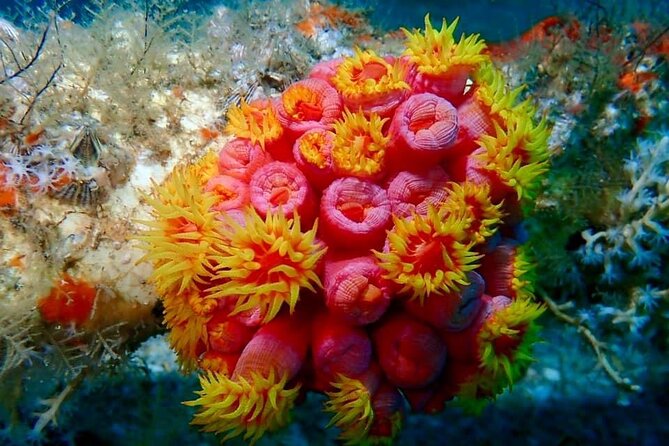 Experience Peanut Island Adventures - Exploring the Islands Ecosystem