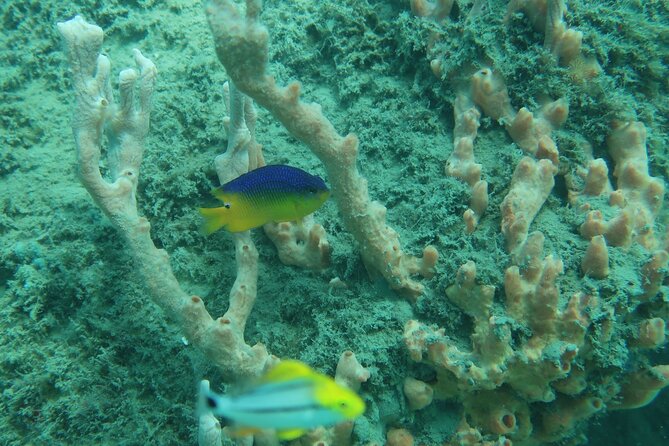 Experience Peanut Island Adventures - Customer Reviews and Experiences