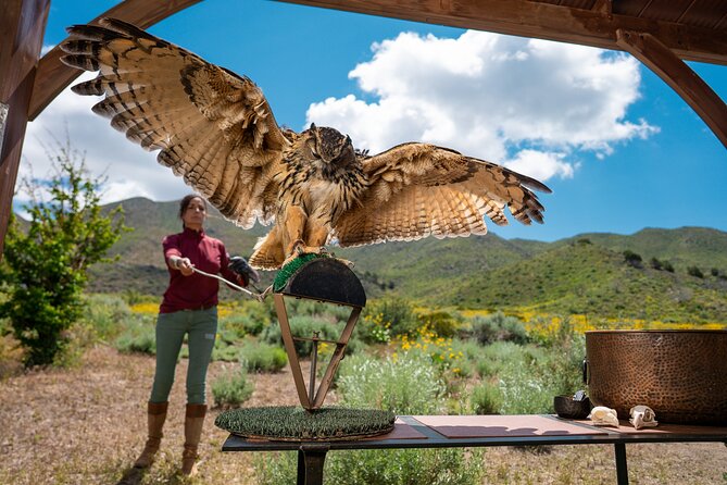 Experience Raptors and Falconry in Reno - Kathleens Expertise and Passion for Raptors
