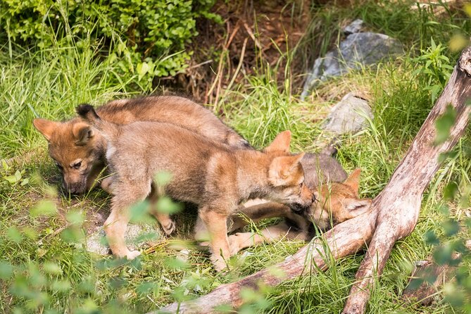 Experience Reindeer Farm and Ranua Wildlife Park in Rovaniemi - Frequently Asked Questions
