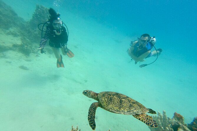 Experience Scuba Diving - No Certification Needed! - Why This Tour Is a Great Value