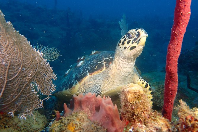 Experience Scuba Diving / NO Certification Needed - Dive Duration and Group Size