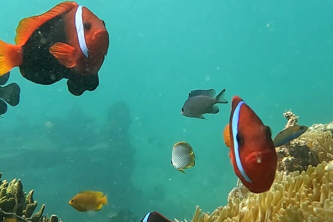 Experience Snorkeling in Sanur - Meeting Point and Pickup
