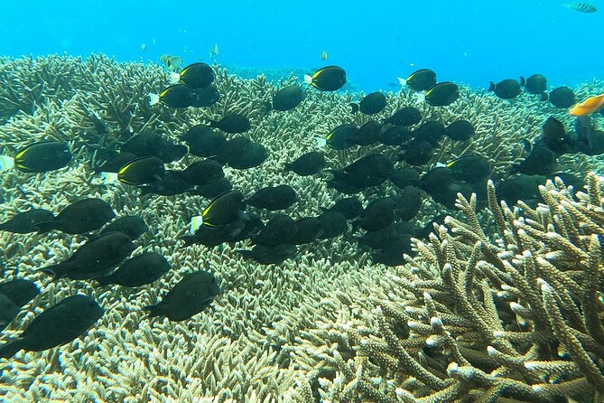 Experience Snorkeling in Sanur - Traveler Considerations