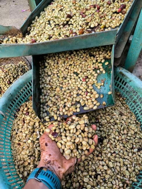 Experience specialty coffee with sustainable coffee farmers - The Sum Up