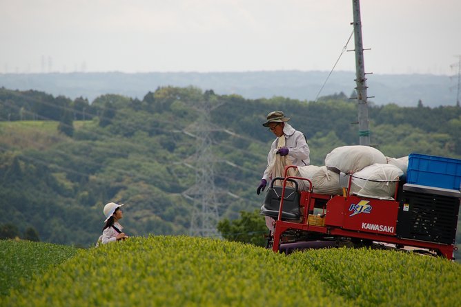Experience Tea Picking With a Tea Farmer, and Tempura Lunch With Picked Tea Leaves - Inclusions