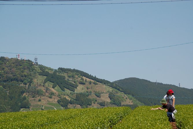 Experience Tea Picking With a Tea Farmer, and Tempura Lunch With Picked Tea Leaves - Tour Details