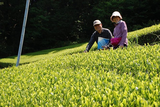 Experience Tea Picking With a Tea Farmer, and Tempura Lunch With Picked Tea Leaves - Policies