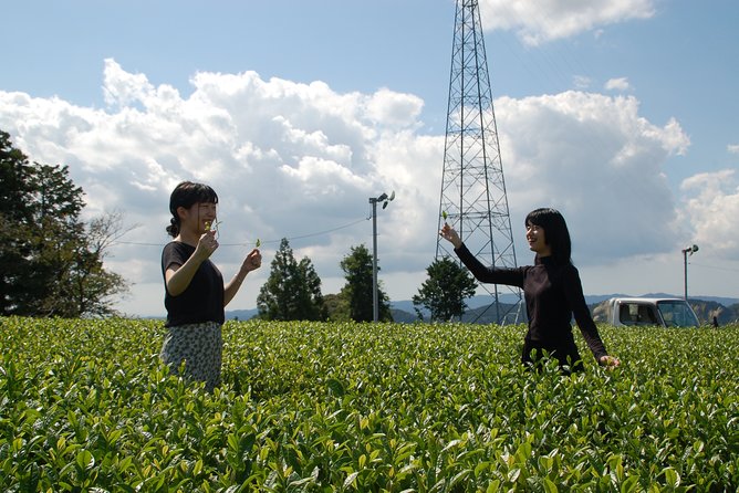 Experience Tea Picking With a Tea Farmer, and Tempura Lunch With Picked Tea Leaves - Tea Leaf Picking