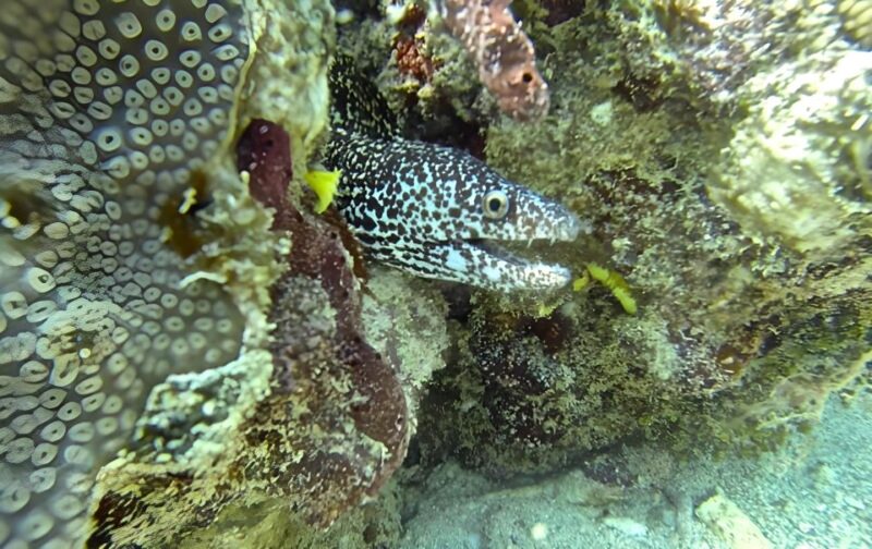 Experience the Exciting Caribbean Underwater World - Experience Highlights
